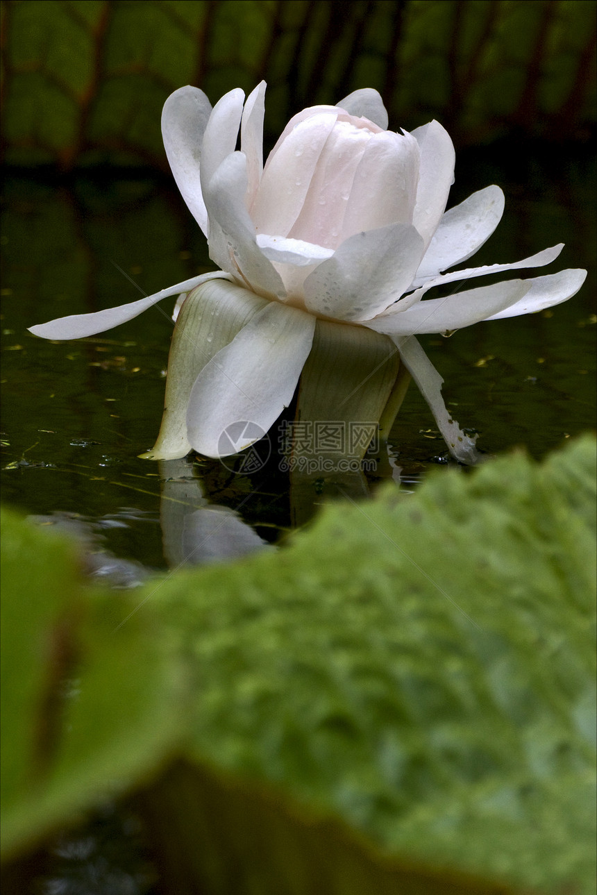 nuphar 乳油荒野衬套宏观叶子雌蕊花瓣花粉花园生菜蓝色图片