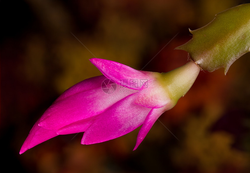 圣诞仙人花季节美丽花瓣植物群植物学宏观肉质传统植物粉色图片