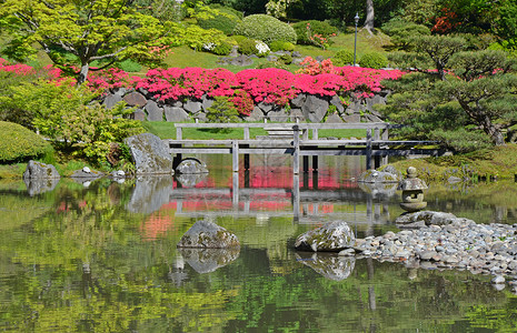 花园池塘丰富多彩的日本花园反射植物园池塘花朵园艺岩石树木花园公园植物背景