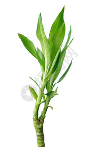 绿竹小枝环境植物活力发芽绿色宏观叶子居住幼苗背景图片