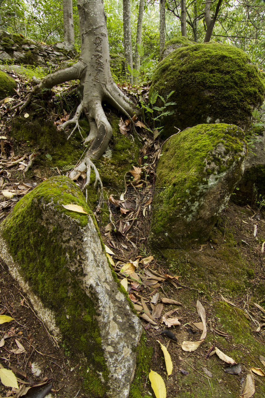 树根被石块覆盖季节荒野树木森林岩石阴影石头绿色苔藓处女图片