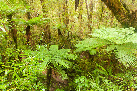 绿树林荒野 NZ魔法苔藓蕨树天篷生长植被雨林树木叶子森林背景图片