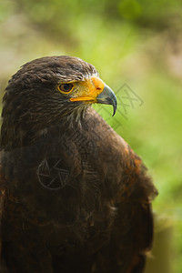 猎物鸟类哈里斯·霍鹰高清图片