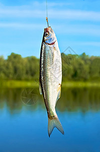 鱼钩钓鱼动物渔夫蓝色喜悦食物快乐金属垂钓者森林背景图片