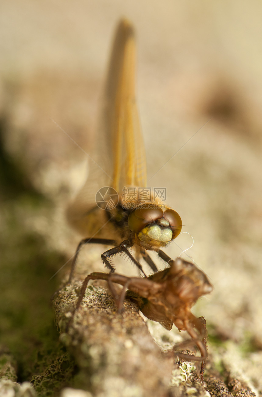 Libellula 四方口器宏观荒野转型昆虫学成人脆弱性蜕皮身体蜻蜓图片