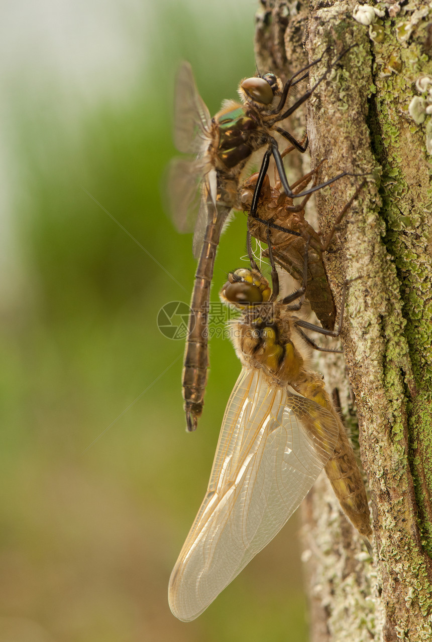 人口身体转型栖息野生动物昆虫学翅膀蜻蜓生活宏观成人图片