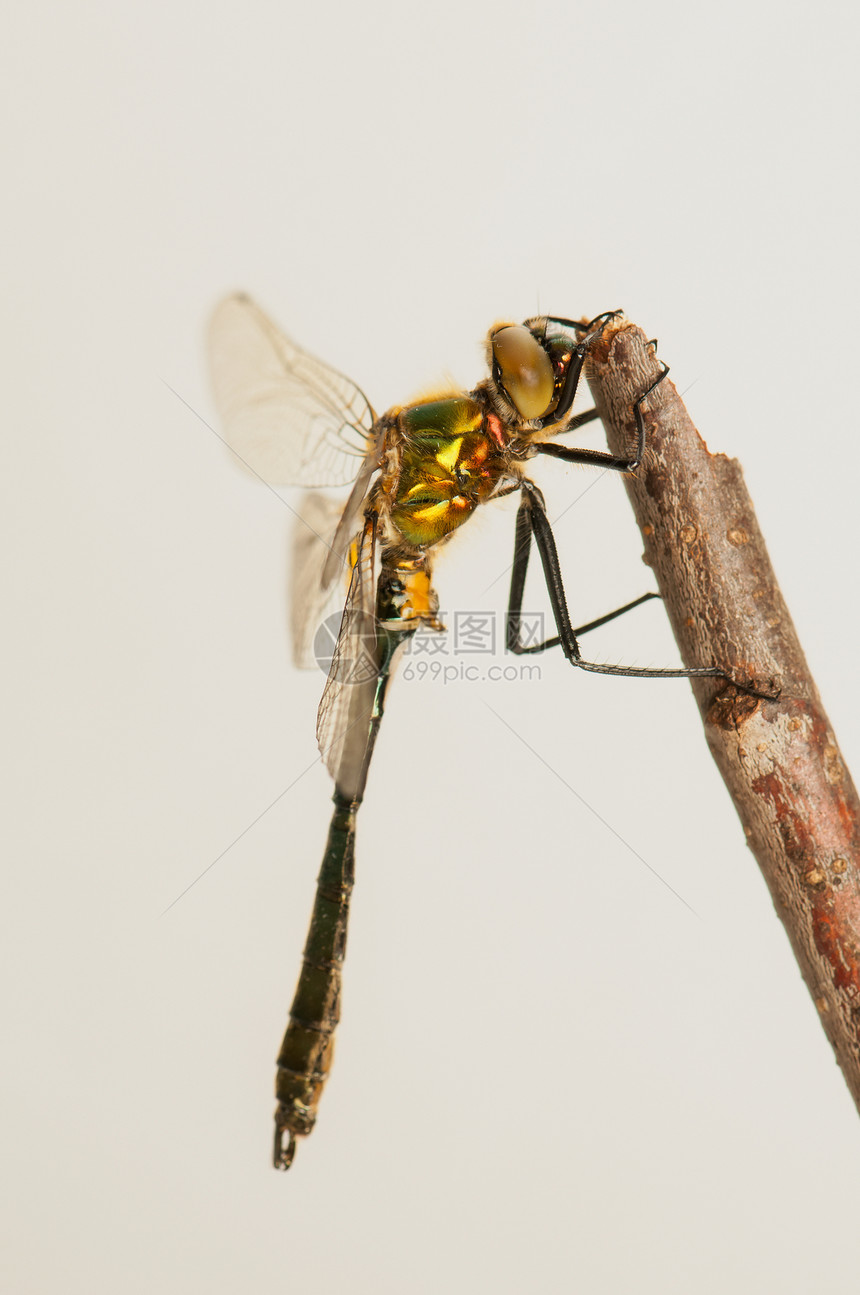 立方体野生动物昆虫学眼睛昆虫栖息转型身体蜕皮蜻蜓脆弱性图片