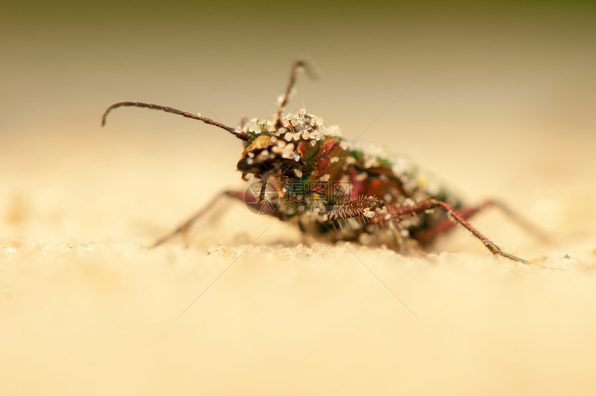 Cicindela 野营荒野动物群甲虫野生动物宏观昆虫学动物动物学鞘翅目油菜图片