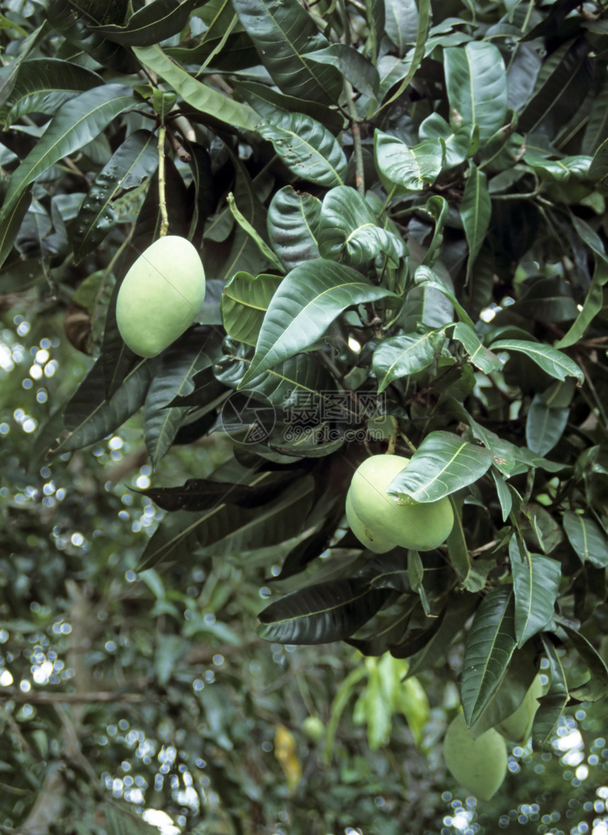 芒果树食物场地水果绿色种植园农场生产植物热带农业图片