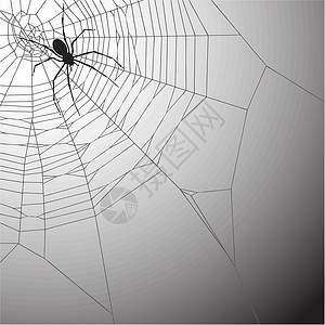 蜘蛛毒液网络蜘蛛网漏洞陷阱黑色昆虫蛛网插图背景图片