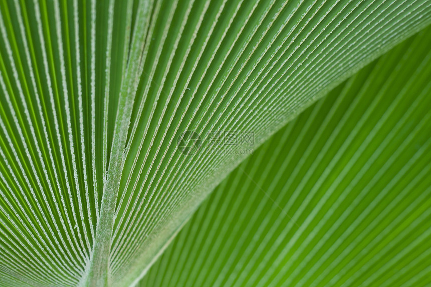 绿叶作为背景戏剧性生活宏观季节环境生态植物学绿色棕榈热带图片