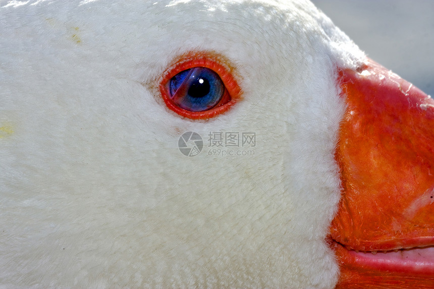 在阿根廷的白鸭蓝眼睛橙子白色鼻子羽毛黄色蓝色灰色瞳孔黑色鸢尾花图片