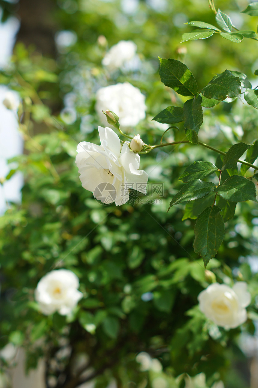 白玫瑰花白玫瑰窗户投标房子明信片石头小屋花园植物季节图片