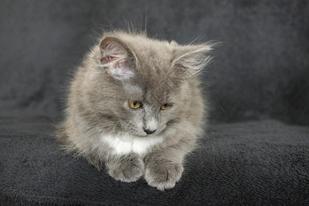 灰白小白猫特写在黑色背景上爪子尾巴灰色柔软度动物毛皮白色眼睛宠物哺乳动物背景图片