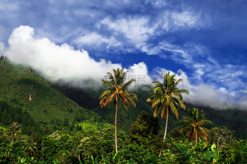 棕榈树和山景图片