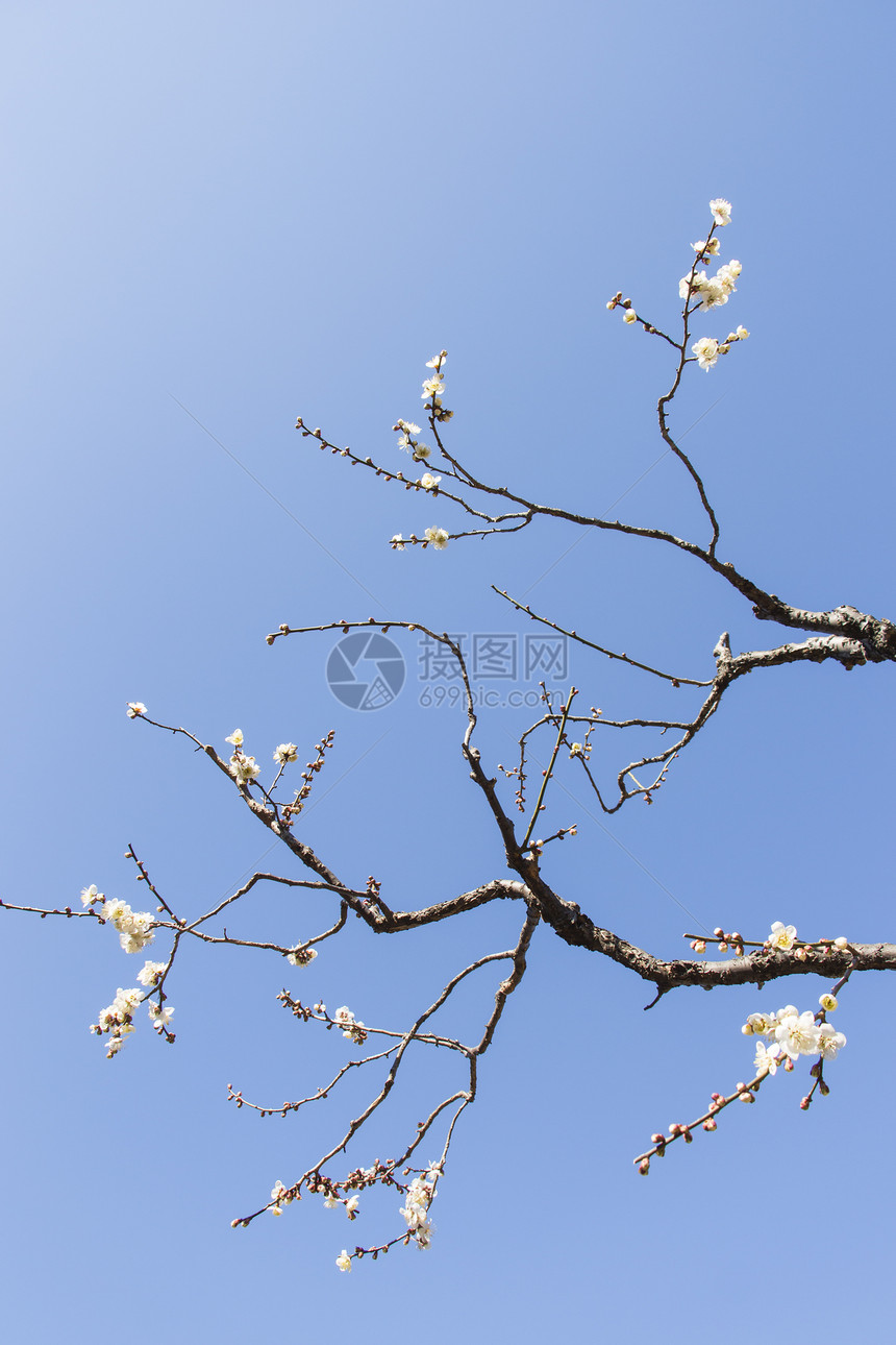 白梅花花脆弱性蓝色植物学宏观热带植物群天空枝条投标梅花图片