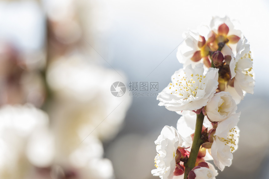 白梅花花枝条宏观植物群花瓣植物美丽植物学花园季节脆弱性图片