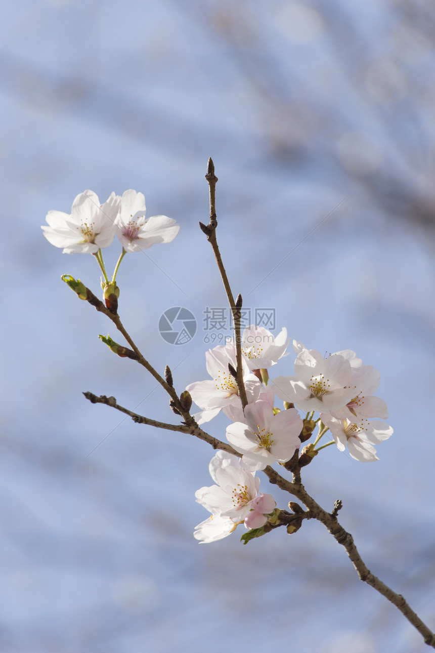 日本樱花樱花宏观枝条季节天空叶子果园脆弱性花园热带投标图片