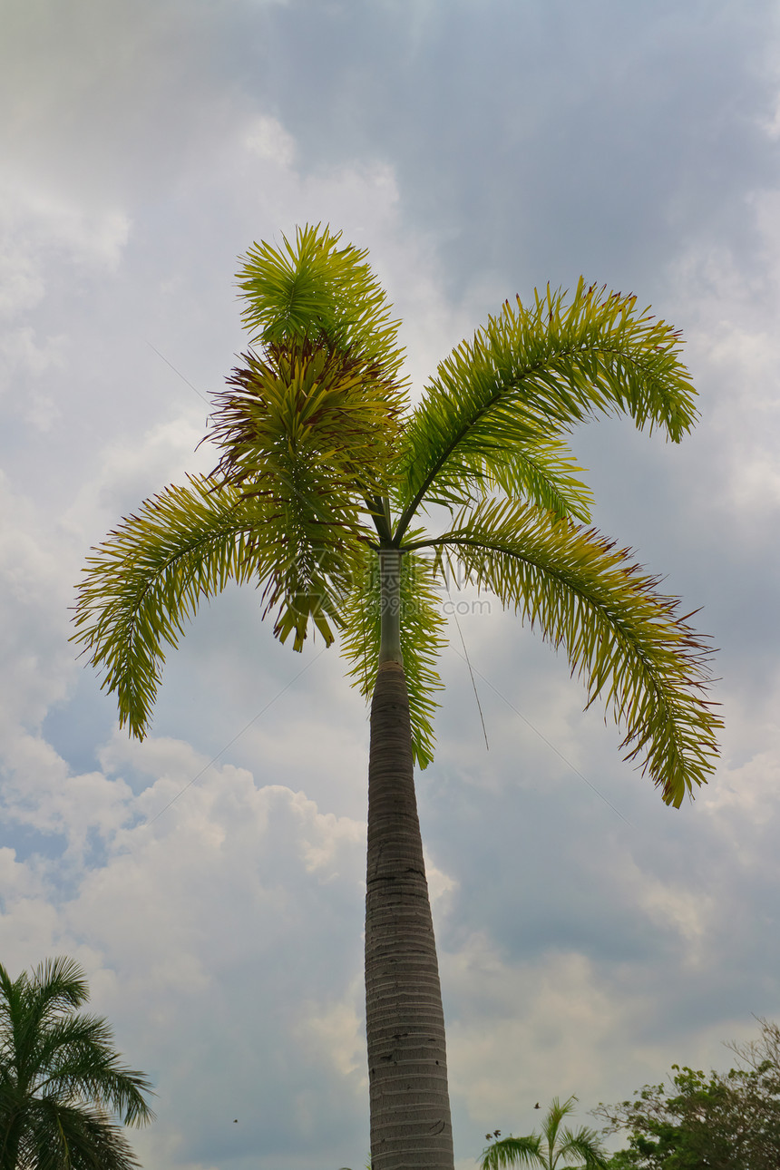 本底热带热带树叶子衬套森林阴影天篷花园晴天植物气候环境图片
