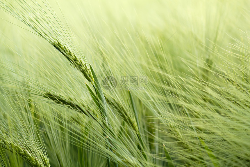 有机绿色谷物的详情场地植物种子地平线土地季节小麦蔬菜太阳场景图片