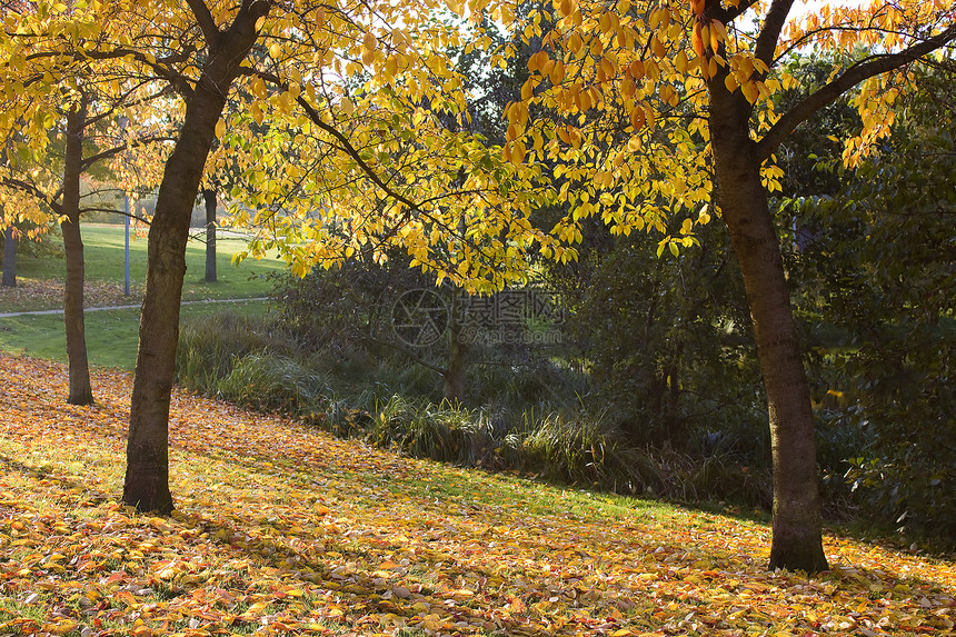 秋天在公园木头天篷森林小径远景风景植被叶子阳光树叶图片