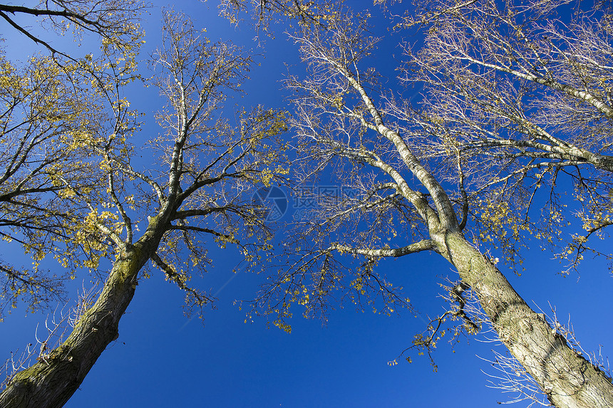 以天空背景为背景的一棵树生长森林国家晴天公园树干木头环境季节植物图片
