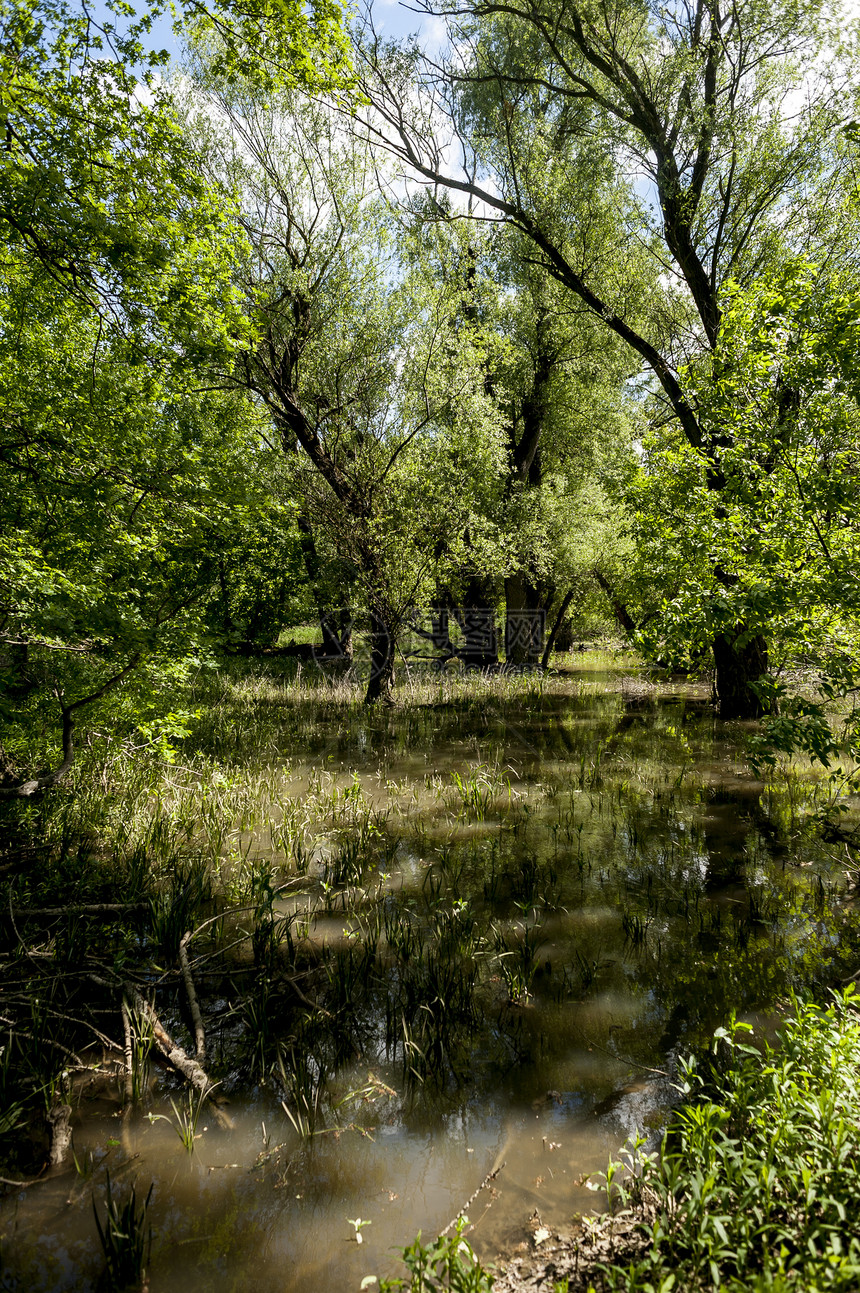 奥地利的中欧丛林 奥地利的中欧丛林野生动物树木沼泽世界绿色湿地洪水漫滩配种植物图片