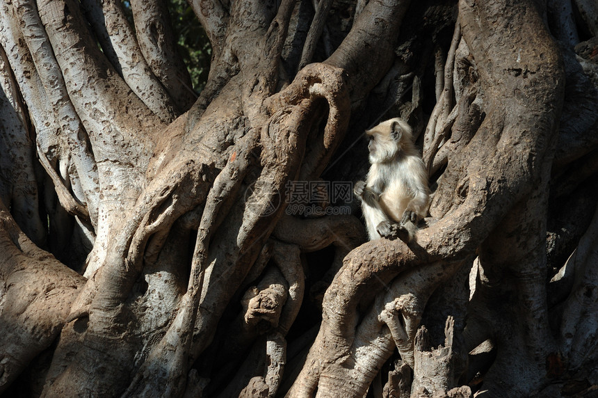 灰色(哈努曼)朗古尔婴儿坐在班扬树上图片