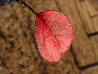 红叶树叶植物红色背景图片