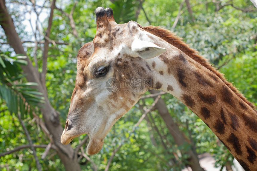 近距离拍摄长颈鹿头部食草脖子热带喇叭环境哺乳动物斑点旅游衬套耳朵图片