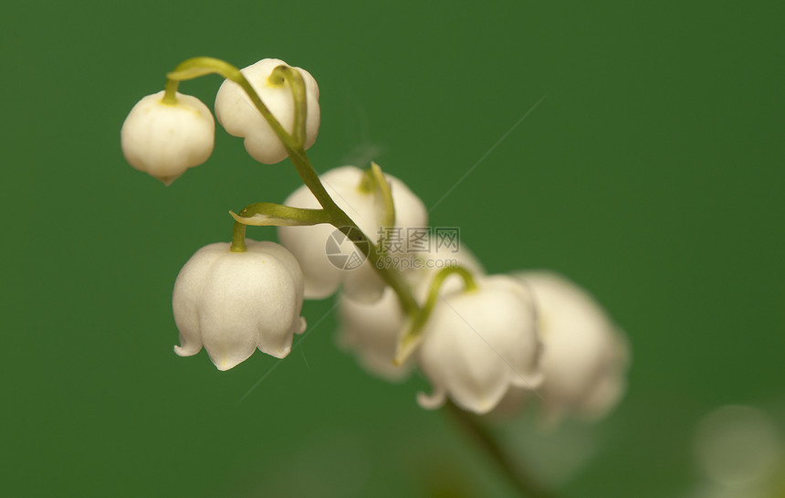 山谷的百丽浪漫季节野花花瓣荒野香味叶子植物学森林植物图片