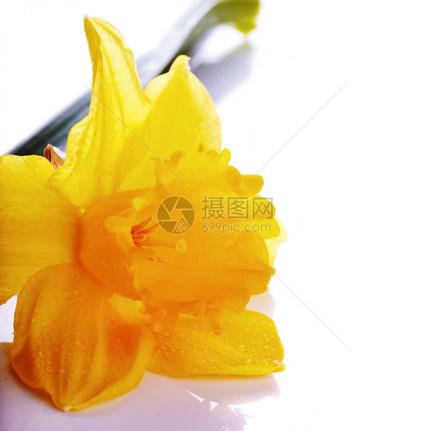 白色背景上的自恋的黄色花朵图片