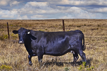 黑母牛科罗拉多平原上的黑安古斯牛背景
