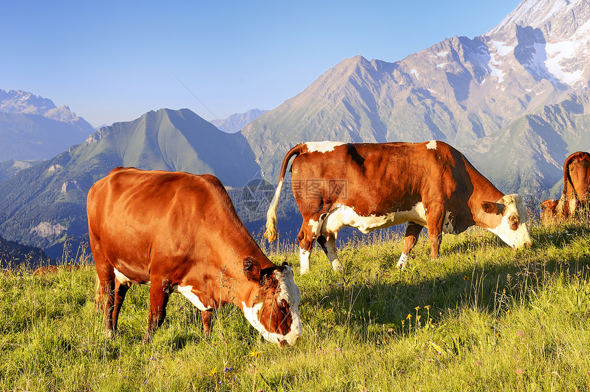 阿尔卑牛动物女性喇叭农场胸部鼻孔反刍动物头发哺乳动物奶牛图片