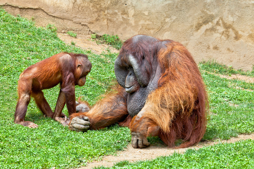 婆罗洲的奥兰古坦动物园濒危猩猩哺乳动物侏儒丛林灵长类野生动物动物头发图片