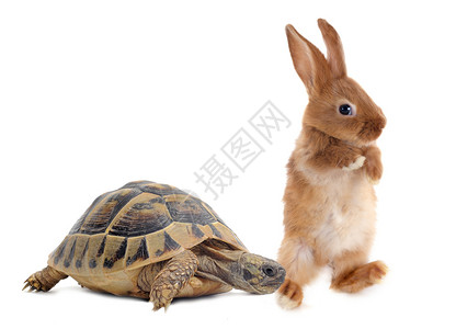 乌龟和兔子传奇野生动物跑步竞赛爬虫陆龟动物寓言宠物背景图片