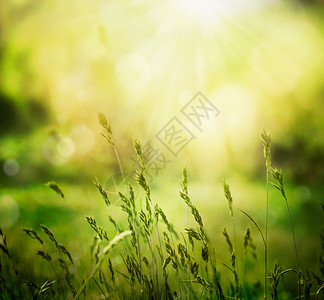夏季背景天空场地边界草地桌面植物群艺术光束太阳季节背景图片