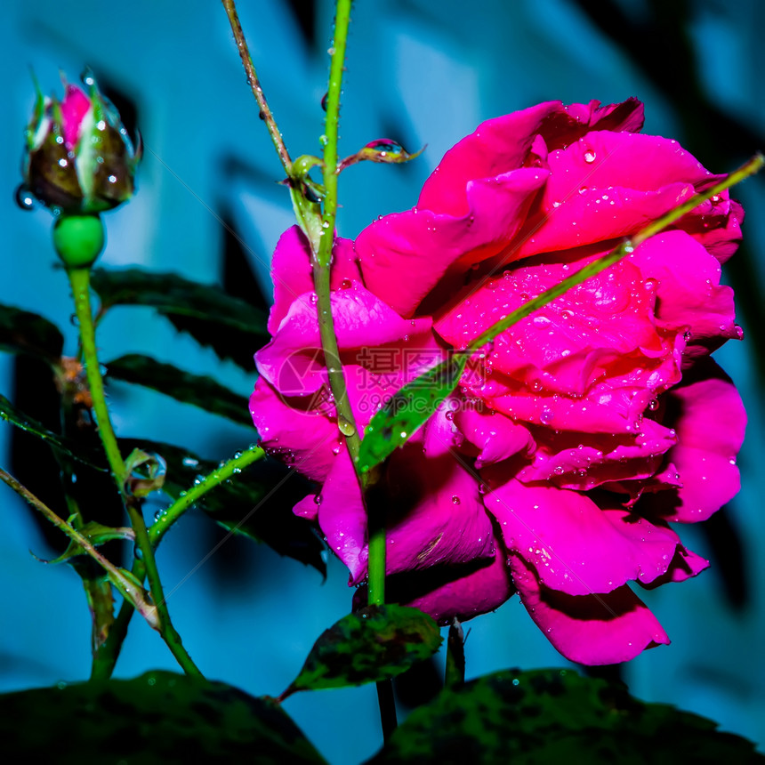 带水滴的红玫瑰花瓣粉色玫瑰红色宏观图片