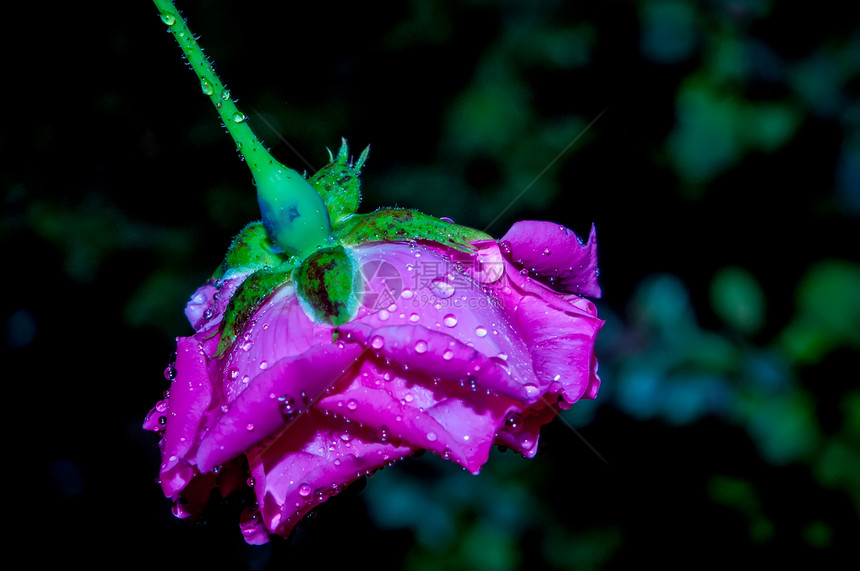 雨后滴水的红玫瑰图片