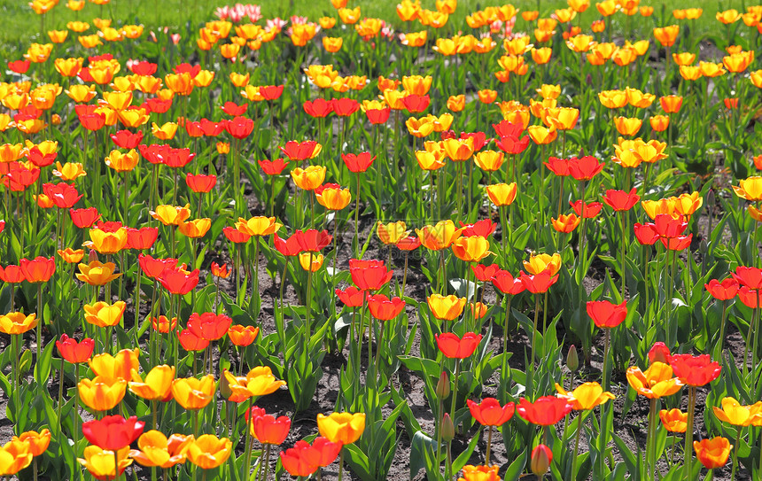 黄色和红色郁金花字段孤独植物园艺人群季节草地农场快乐郁金香个性图片