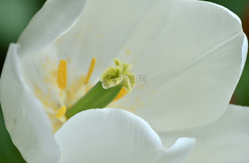 白郁金花植物群绿色白色季节性花园郁金香黄色宏观季节花瓣图片