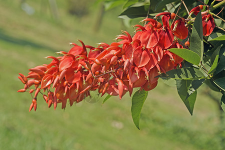 Erythrina 燃烧器灌木花园植物公园红色花朵材料环境刺桐热带背景图片