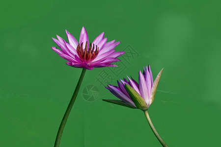 水百里池塘花朵花园紫色白色红色水生植物背景图片
