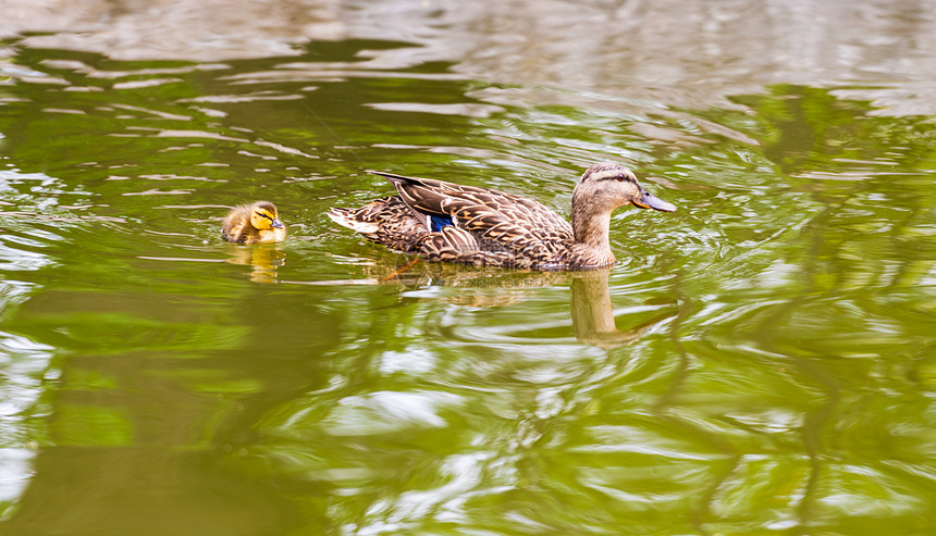 在湖中游泳的野鸭动物野生动物鸭子图片