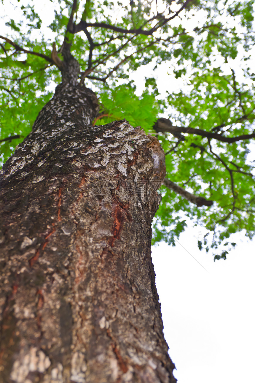 树皮 树干部分生活森林死亡植物学悲伤晴天风化环境分支机构木材图片