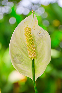 花情调热带植物群火烈鸟花瓣植物红色异国背景图片