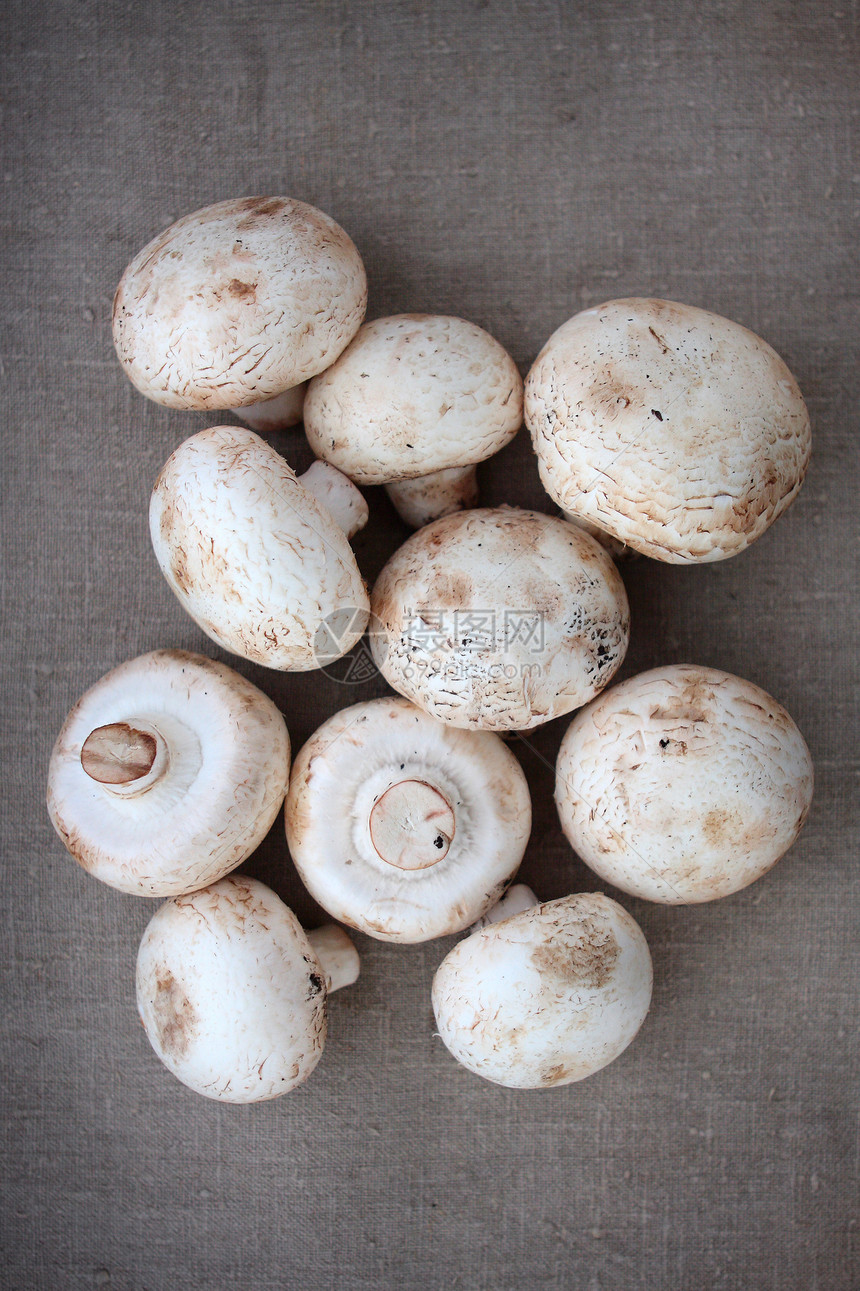 新的大型野外蘑菇白色农场植物香味文化烹饪外貌温室尺寸圆形图片