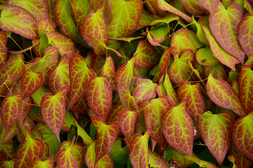 中叶法冠植物主教花园绿色树叶红色生花园园艺生长图片