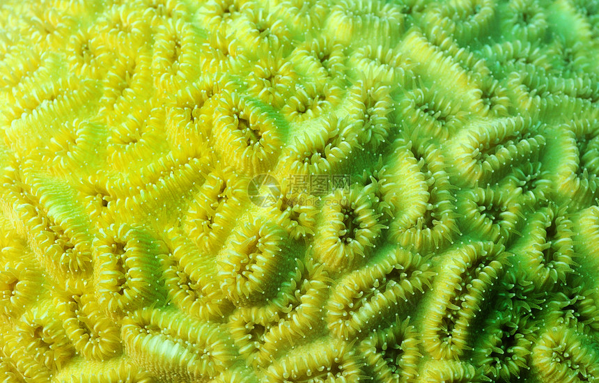 珊瑚的宏细节图片