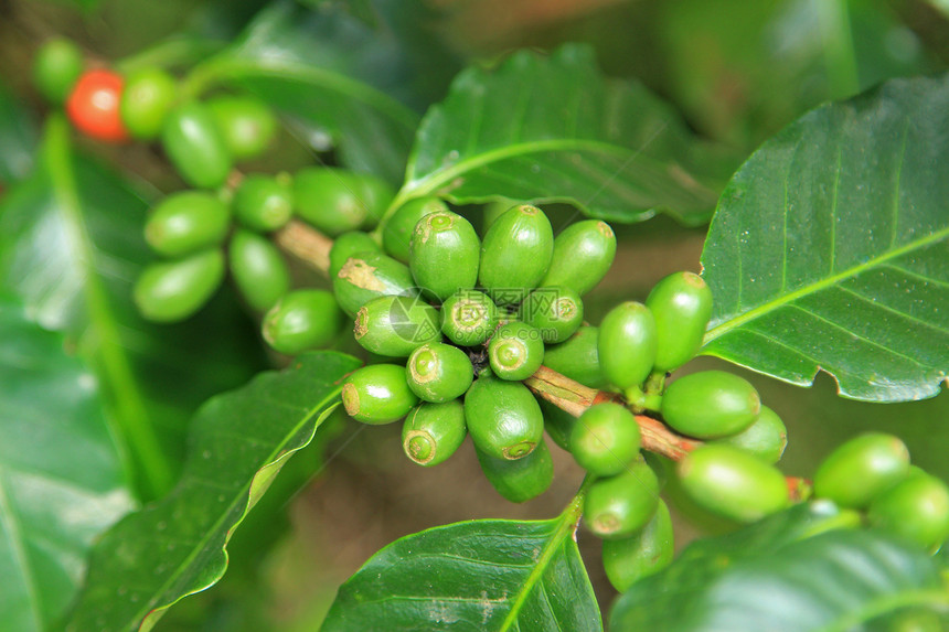 咖啡树上的咖啡种子生长水果叶子绿色红色农业种植园浆果图片